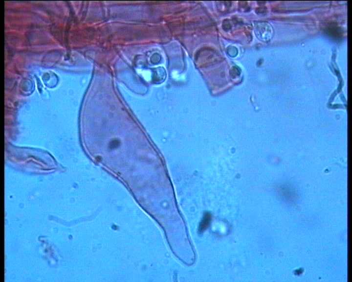 Hydropus marginellus   (Pers.:Fr.)  Singer
